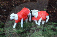 FEATURE - Auch kleine Lämmer tragen Regenschütze
