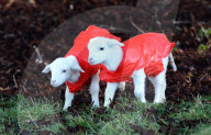 FEATURE - Auch kleine Lämmer tragen Regenschütze