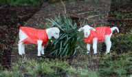 FEATURE - Auch kleine Lämmer tragen Regenschütze