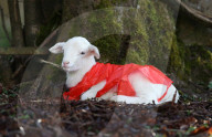 FEATURE - Auch kleine Lämmer tragen Regenschütze