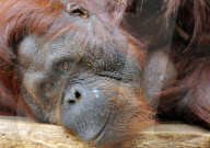 FEATURE - Ein Orangutan der grinst