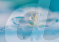 FEATURE - Regentropfen auf Pfirsichblüte