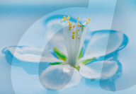 FEATURE - Regentropfen auf Pfirsichblüte