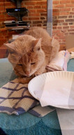 FEATURE - Die Bucket list der 21 jährigen Katze