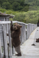 FEATURE - Familie Bär geht fischen