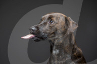FEATURE - Was passiert wenn Hunde gerne Erdnussbutter mögen