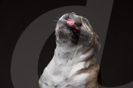 FEATURE - Was passiert wenn Hunde gerne Erdnussbutter mögen