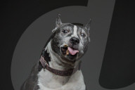 FEATURE - Was passiert wenn Hunde gerne Erdnussbutter mögen