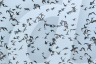 FEATURE - Riesige Vogelschwärme in England