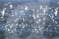 FEATURE - Riesige Vogelschwärme in England