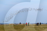 FEATURE - Riesige Vogelschwärme in England