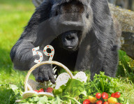 FEATURE -  Gorilla Dame Fatou feiert ihren 59. Geburtstag 