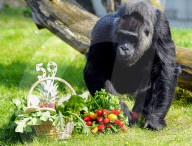 FEATURE -  Gorilla Dame Fatou feiert ihren 59. Geburtstag 