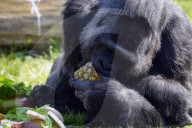 FEATURE -  Gorilla Dame Fatou feiert ihren 59. Geburtstag 
