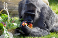 FEATURE -  Gorilla Dame Fatou feiert ihren 59. Geburtstag 