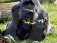 FEATURE -  Gorilla Dame Fatou feiert ihren 59. Geburtstag 
