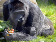 FEATURE -  Gorilla Dame Fatou feiert ihren 59. Geburtstag 