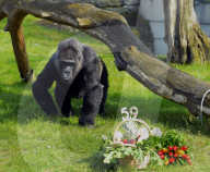 FEATURE -  Gorilla Dame Fatou feiert ihren 59. Geburtstag 