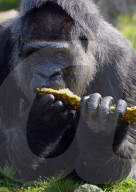 FEATURE -  Gorilla Dame Fatou feiert ihren 59. Geburtstag 