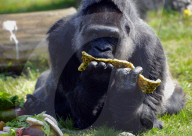 FEATURE -  Gorilla Dame Fatou feiert ihren 59. Geburtstag 