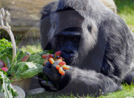 FEATURE -  Gorilla Dame Fatou feiert ihren 59. Geburtstag 