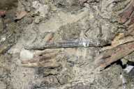 NEWS - Forscher finden Mumie in Mongolei - trägt sie Adidas-Schuhe?