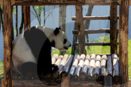 FEATURE - Ein Riesen-Panda haltet sich fit mit einigen Erobic-Übungen