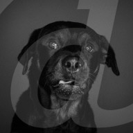 FEATURE - Mit einer Engelsgeduld wartet Amy der Hund auf seine Futter 