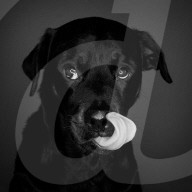FEATURE - Mit einer Engelsgeduld wartet Amy der Hund auf seine Futter 