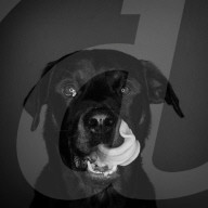 FEATURE - Mit einer Engelsgeduld wartet Amy der Hund auf seine Futter 