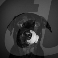 FEATURE - Mit einer Engelsgeduld wartet Amy der Hund auf seine Futter 