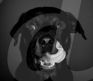FEATURE - Mit einer Engelsgeduld wartet Amy der Hund auf seine Futter 