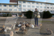 FEATURE - Haben keine Feinde: Haseninvasion auf Rabbit-Island