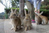 FEATURE - Haben keine Feinde: Haseninvasion auf Rabbit-Island