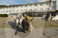 FEATURE - Haben keine Feinde: Haseninvasion auf Rabbit-Island