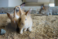 FEATURE - Haben keine Feinde: Haseninvasion auf Rabbit-Island
