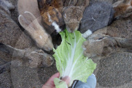 FEATURE - Haben keine Feinde: Haseninvasion auf Rabbit-Island