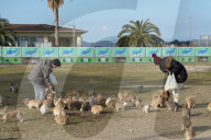 FEATURE - Haben keine Feinde: Haseninvasion auf Rabbit-Island