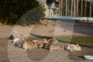 FEATURE - Haben keine Feinde: Haseninvasion auf Rabbit-Island