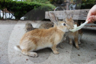 FEATURE - Haben keine Feinde: Haseninvasion auf Rabbit-Island