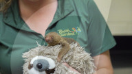 FEATURE - Faultier-Zuwachs im Tierpark in Florida