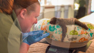 FEATURE - Faultier-Zuwachs im Tierpark in Florida