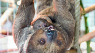 FEATURE - Faultier-Zuwachs im Tierpark in Florida