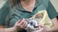 FEATURE - Faultier-Zuwachs im Tierpark in Florida
