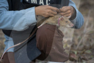 REPORTAGE - Ratten suchen Landminen in Kambodscha