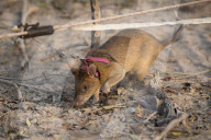 REPORTAGE - Ratten suchen Landminen in Kambodscha