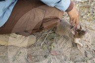 REPORTAGE - Ratten suchen Landminen in Kambodscha