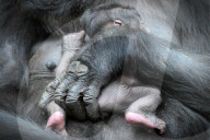 FEATURE - Stolze Gorillamami präsentiert ihren Nachwuchs im Prager Zoo