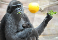 FEATURE - Stolze Gorillamami präsentiert ihren Nachwuchs im Prager Zoo