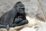 FEATURE - Stolze Gorillamami präsentiert ihren Nachwuchs im Prager Zoo